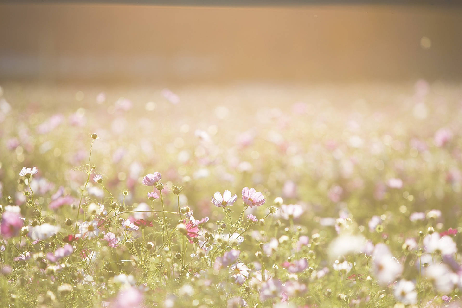 Sunny Flowers Background Wallpaper