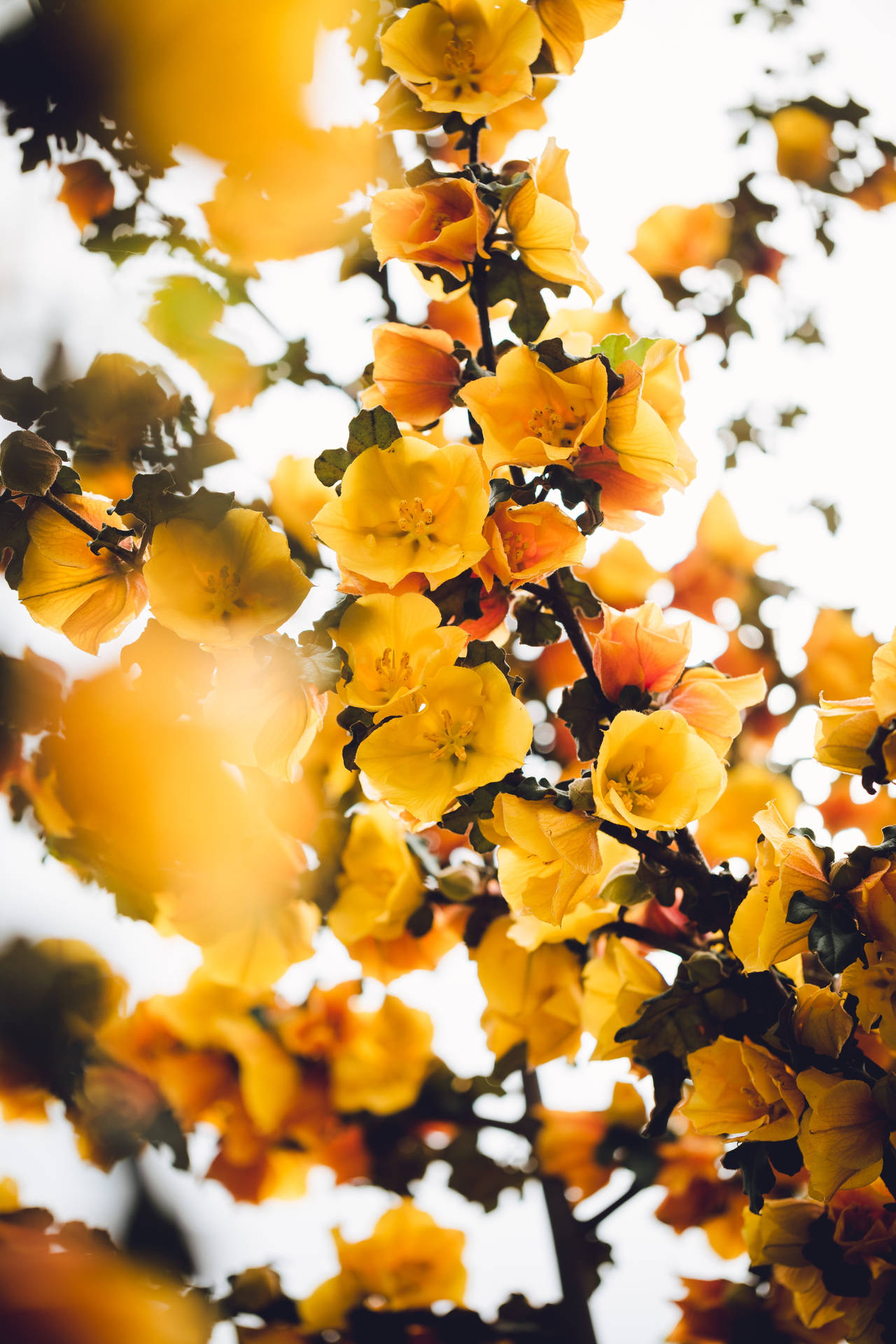 Sunny Flowers Yellow HD iPhone