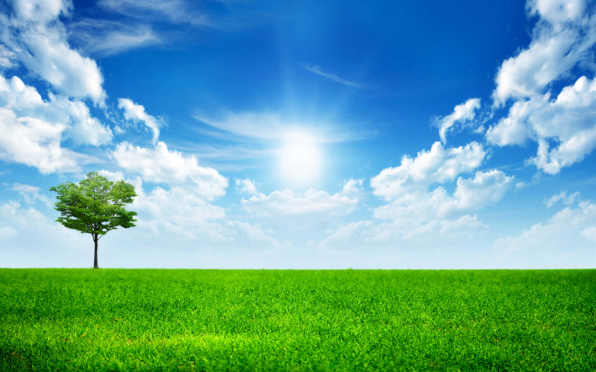 Sunny Green Meadow Solitary Tree Wallpaper