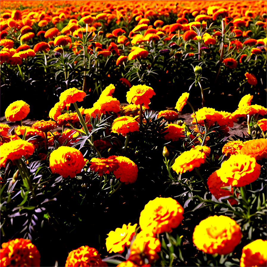 Sunny Marigold Field Png Ykv76 PNG