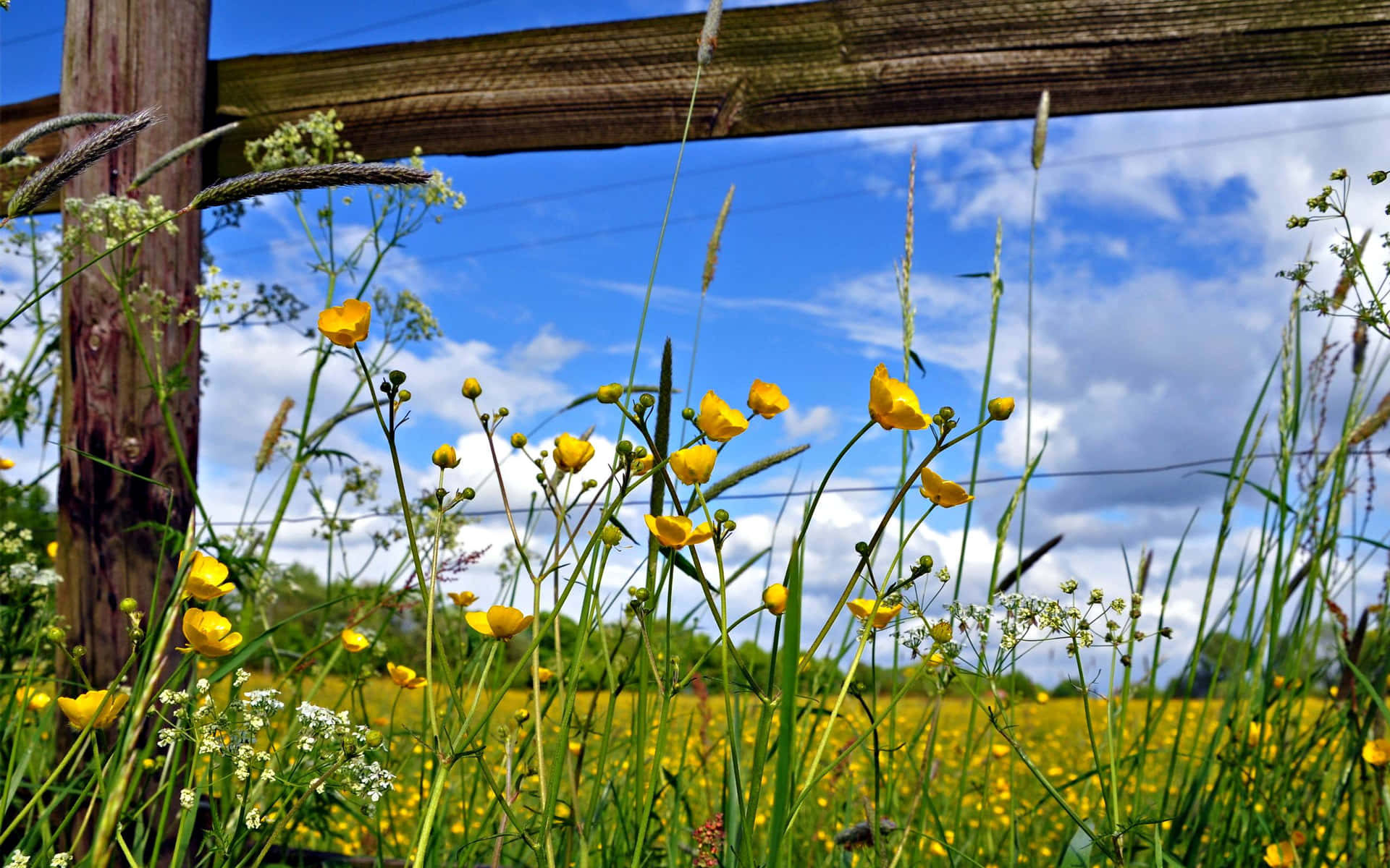 Sunny Meadow Buttercups.jpg Wallpaper