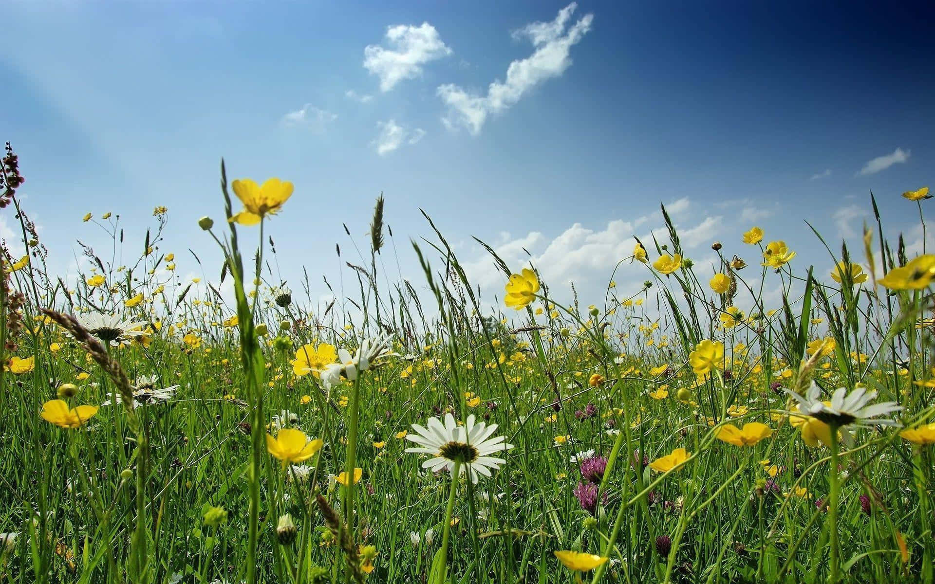 Solfylt Eng Med Ville Blomster Bakgrunnsbildet