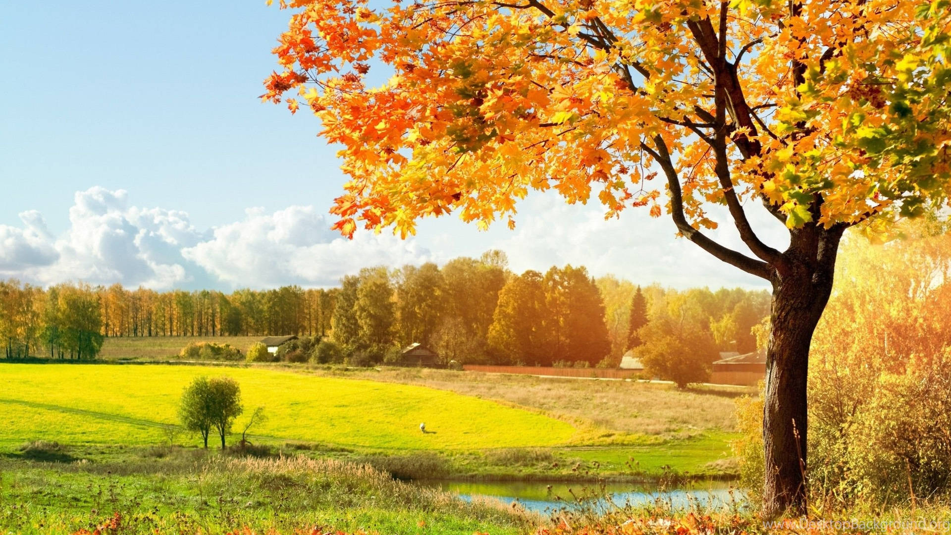 Sunny Nature Scenery Wallpaper