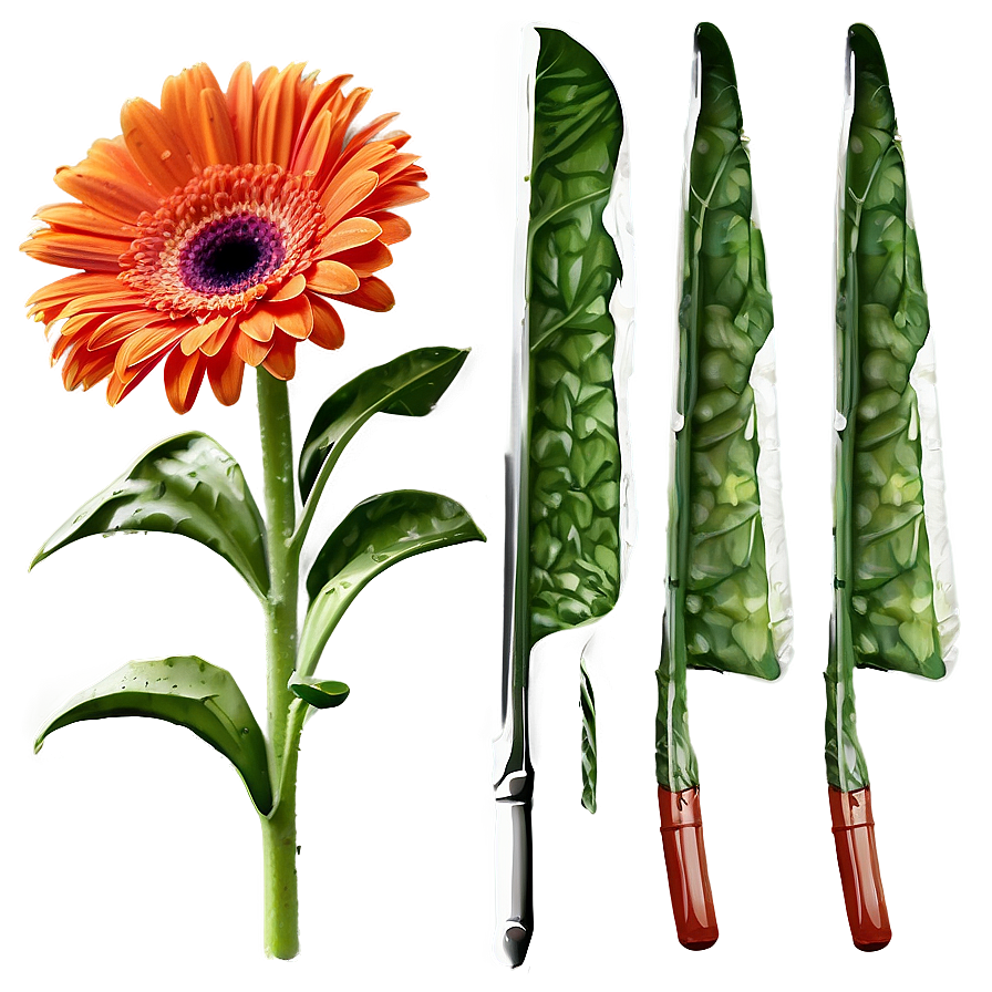 Sunny Orange Gerbera Png Qno PNG