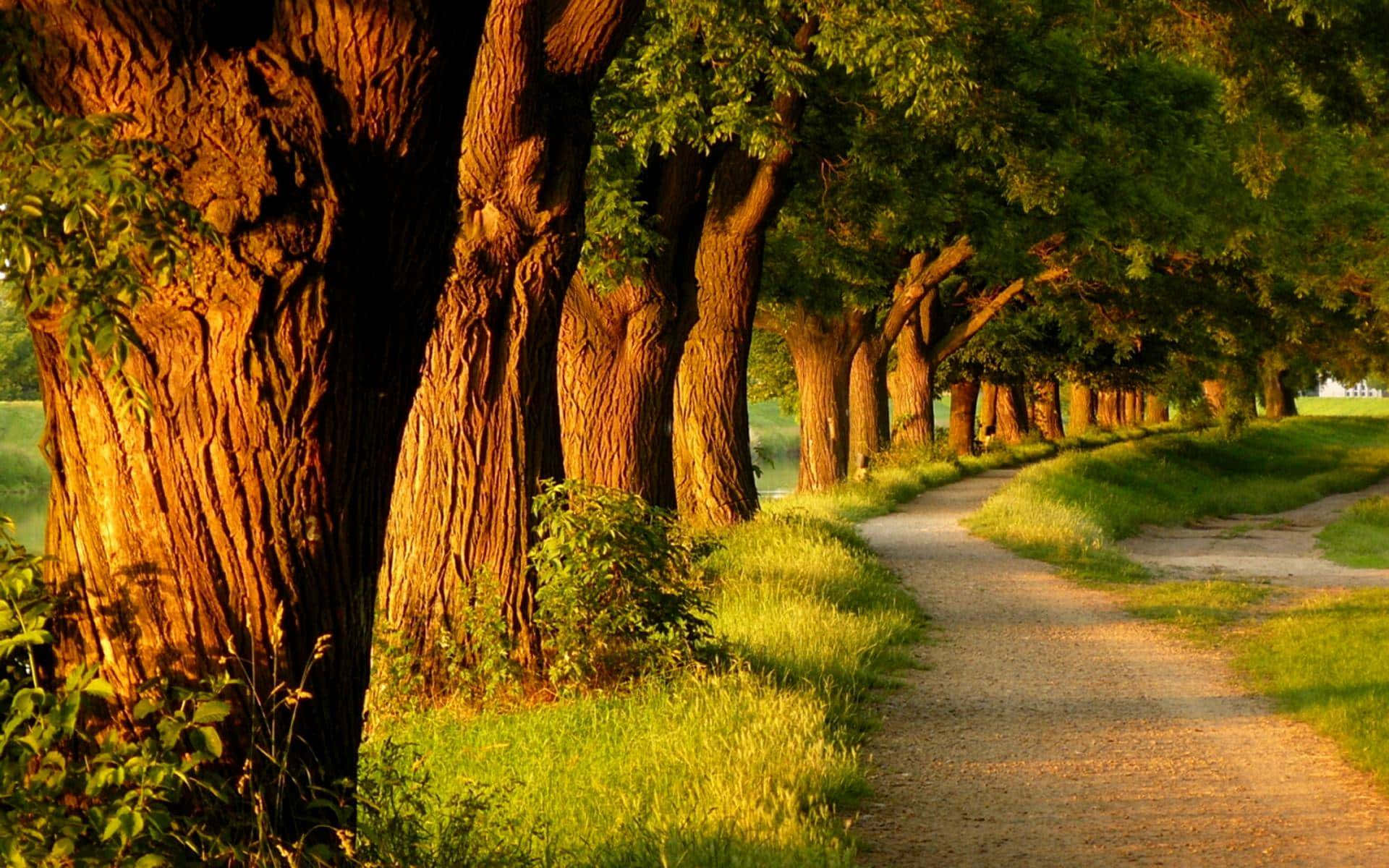 Sunny Path Natural Background Wallpaper