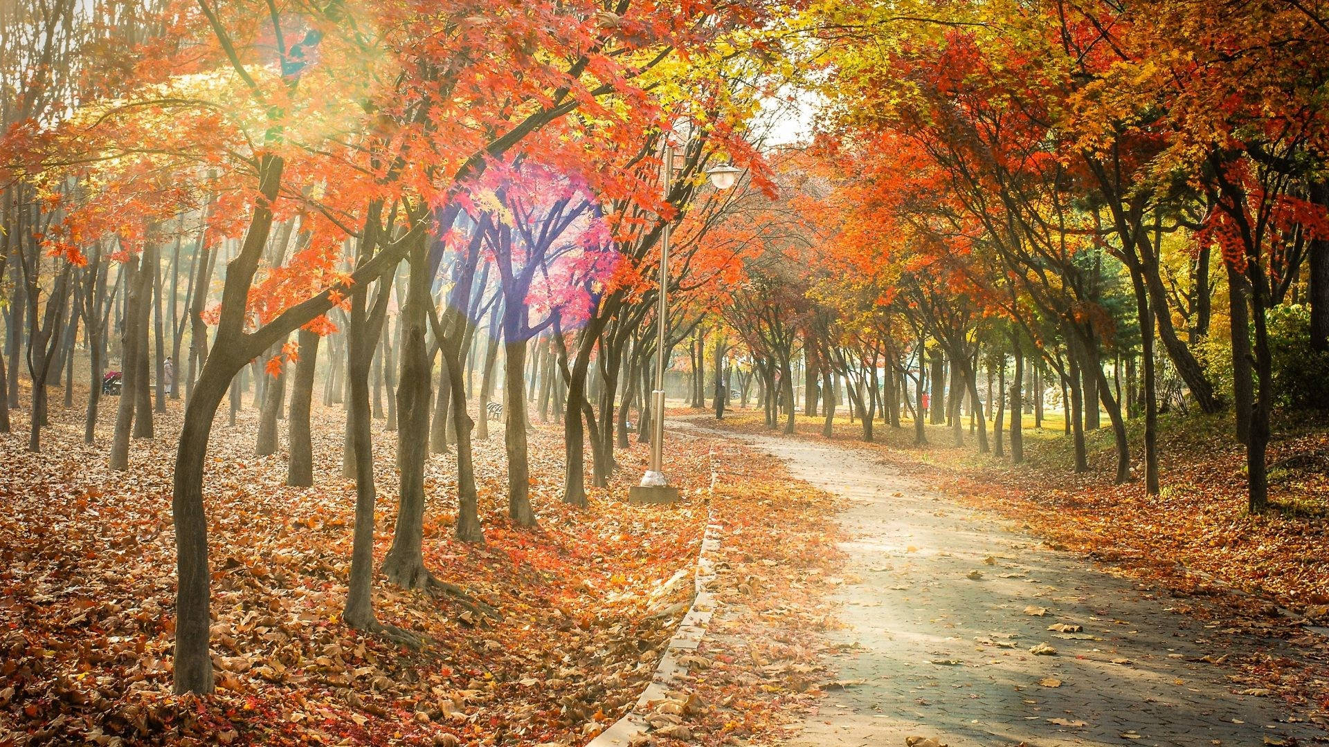 Sunny Pavement Best Autumn Wallpaper