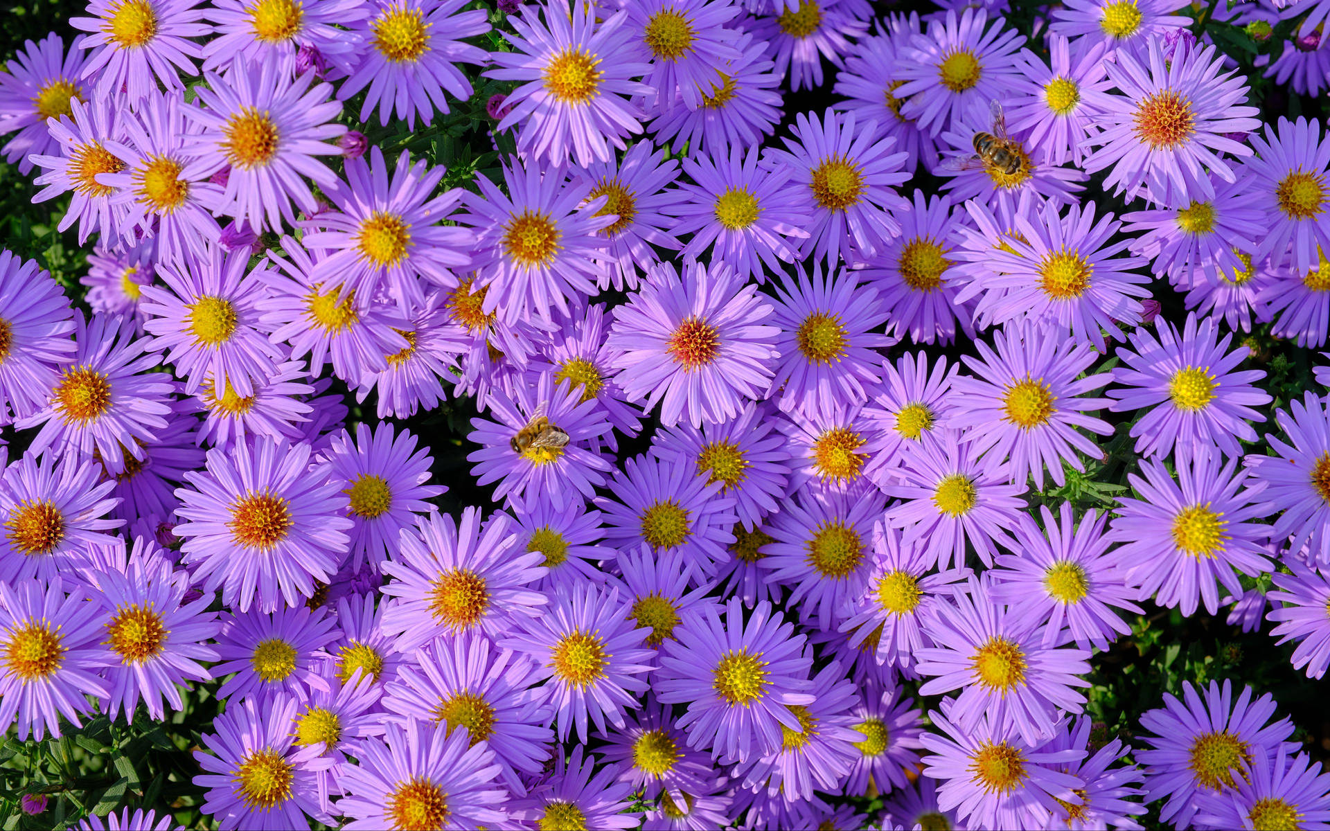 Sunny Purple Flower Patch Wallpaper