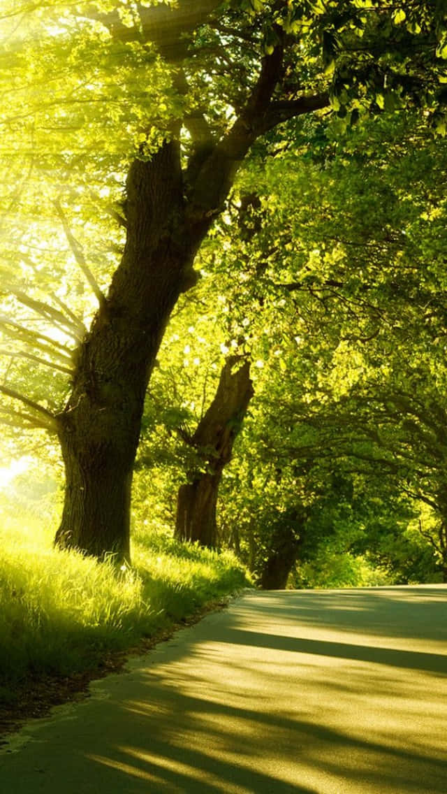 Sunny Road Side With Trees Wallpaper