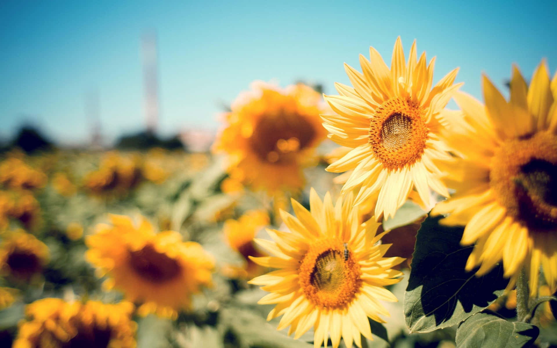 Sunny_ Sunflower_ Field Wallpaper