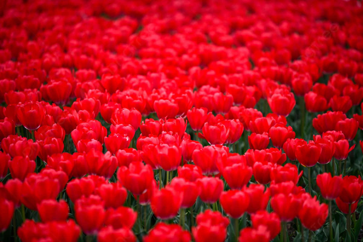 Solrigtvejr Og Røde Tulipaner. Wallpaper