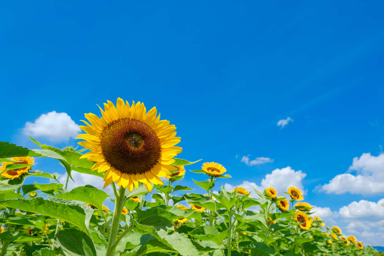 Sunny Weather Over A Sunflower Field Wallpaper