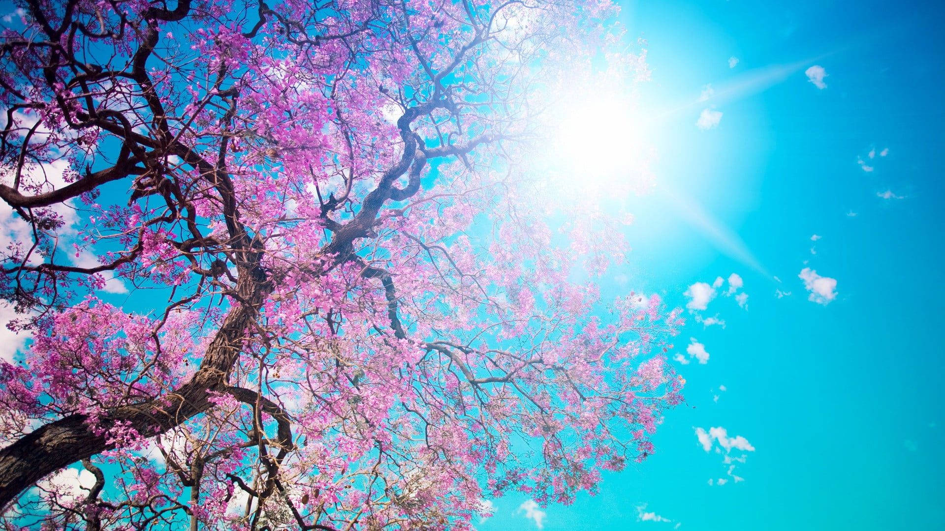 Sunny Weather With Cherry Blossom Wallpaper