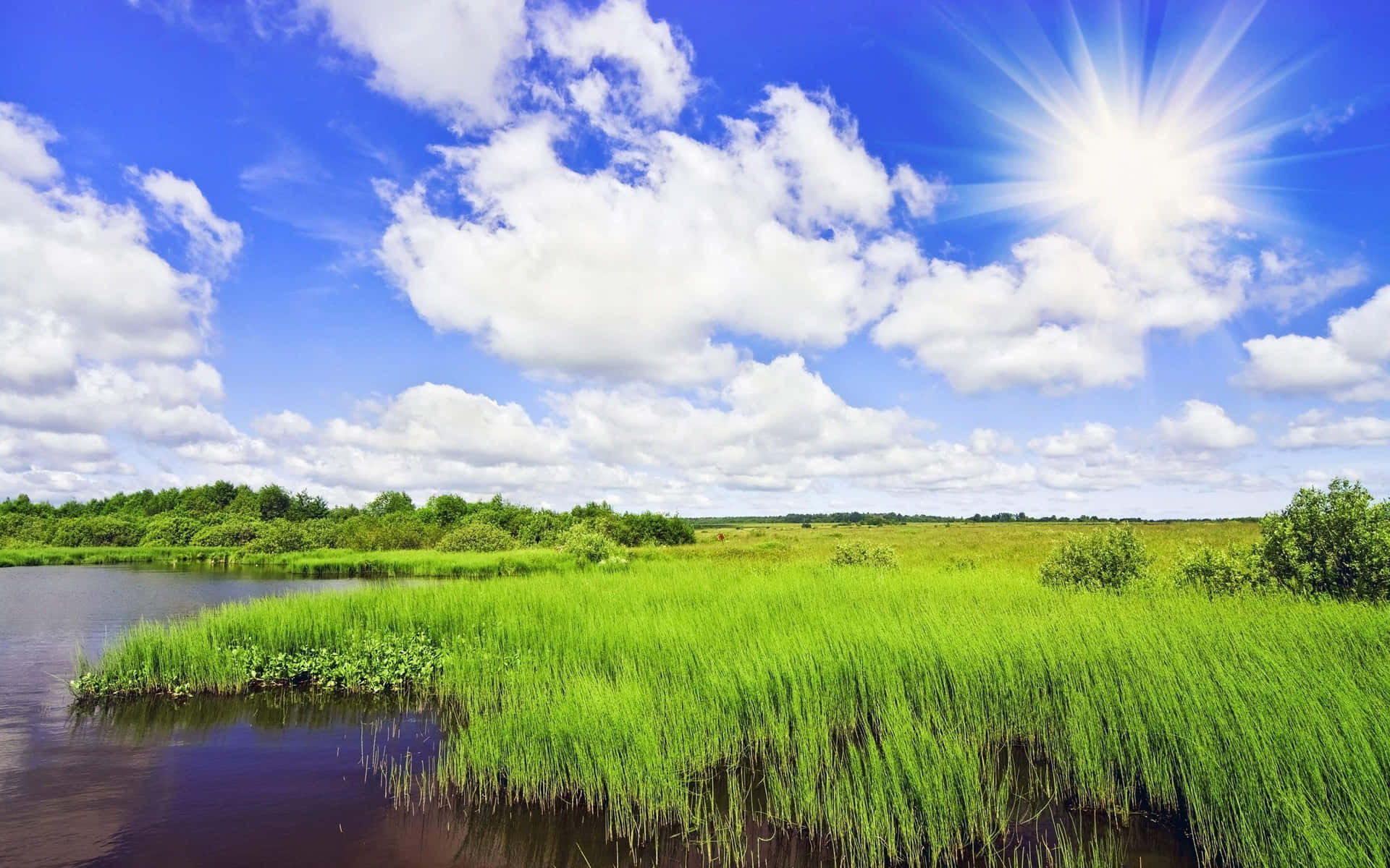 Sunny Wetland Landscape Wallpaper