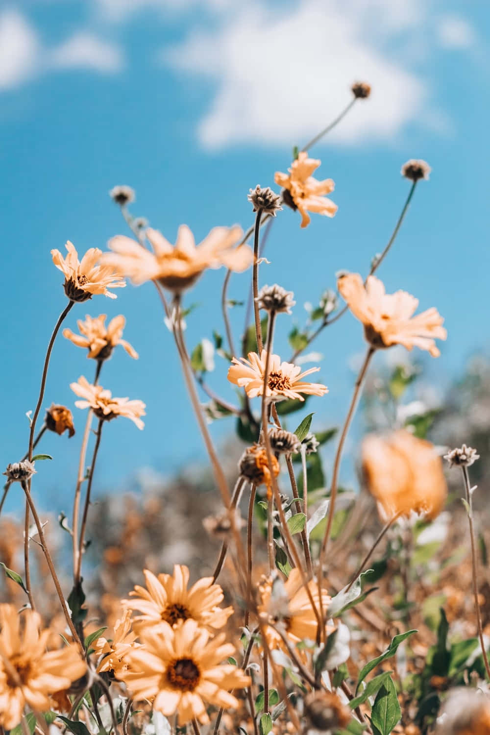 Solfylte Villblomster Mot Blå Himmel Bakgrunnsbildet