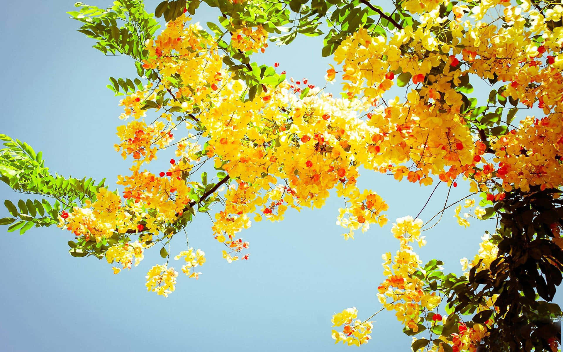 Sunny_ Yellow_ Blooms_ Against_ Blue_ Sky Wallpaper