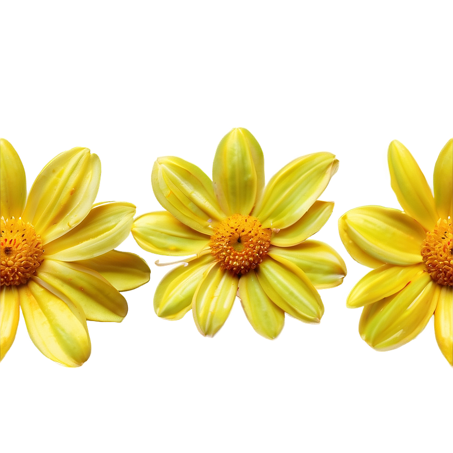 Sunny Yellow Flowers Png Ojc80 PNG