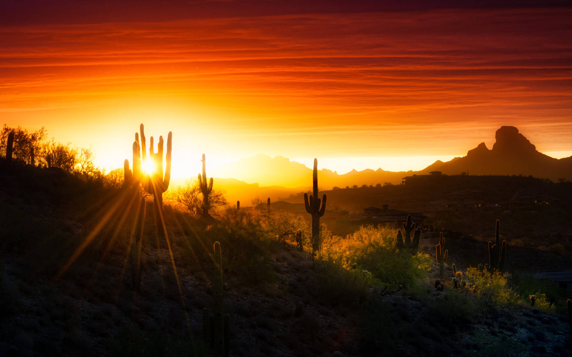 Solopgang og Kaktus I Arizona ørkenen Wallpaper