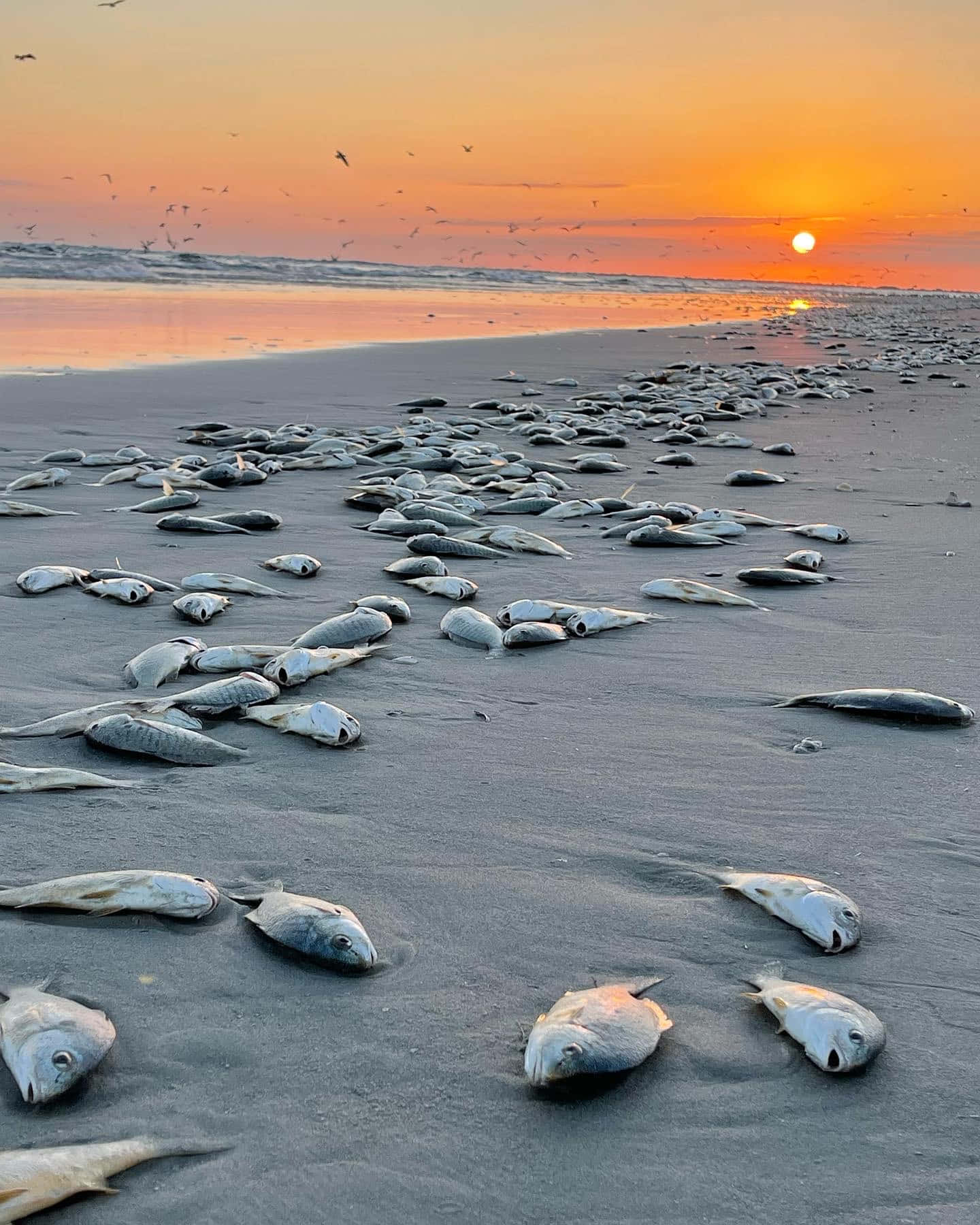Sunrise Beach Fish Die Off Wallpaper