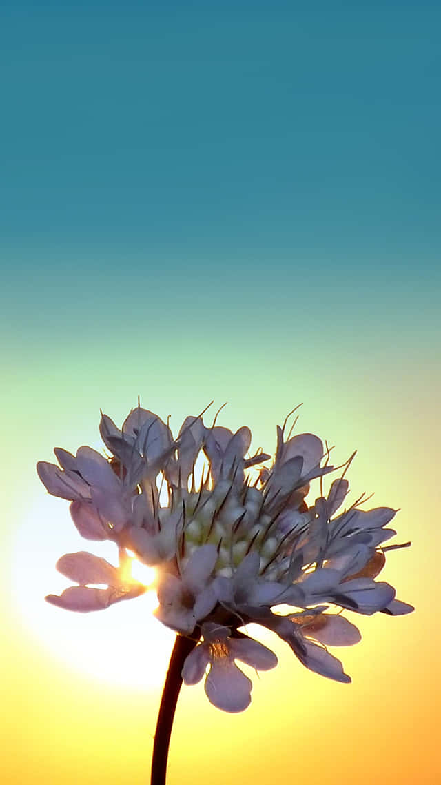 Sunrise Time With iPhone Wallpaper