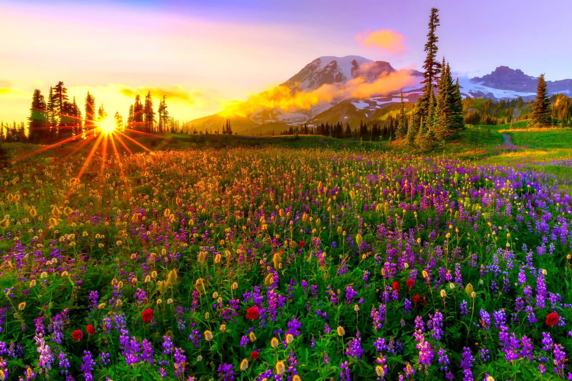 Sunrise Mountain Wildflowers Scenery Wallpaper