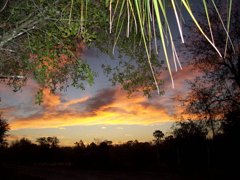 Sonnenuntergangin Der Natur In Florida Wallpaper