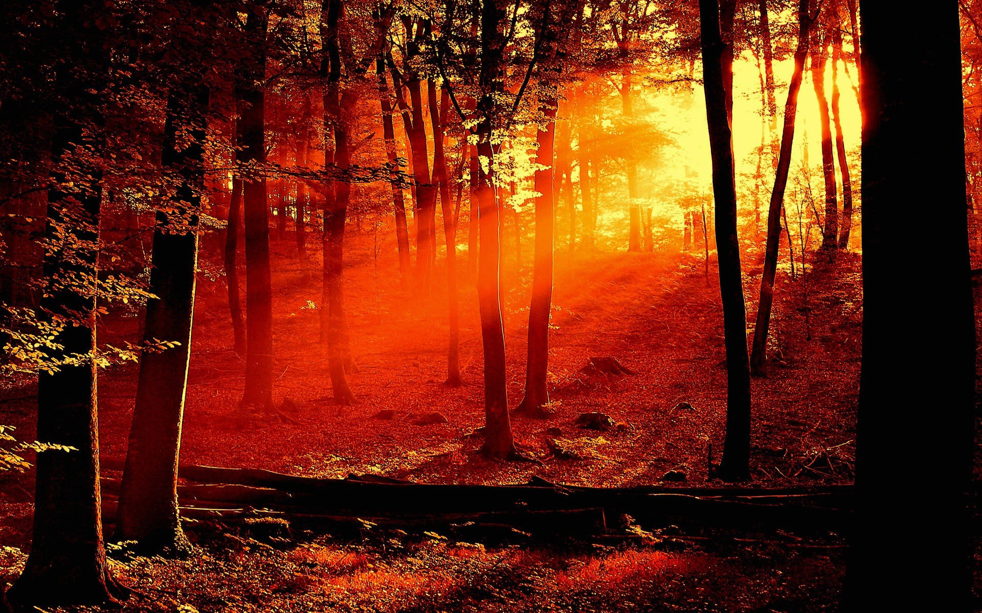 Sunrise Nature In Forest Wallpaper