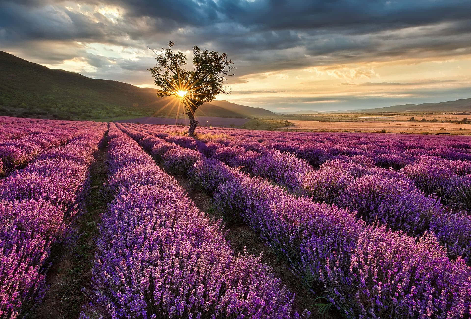 Sunrise On A Lavender Field At The Mountain Foot Wallpaper