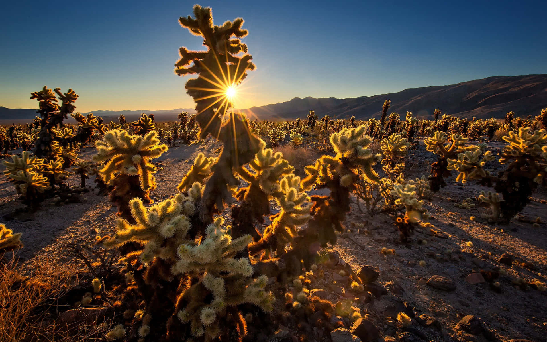 Sunrise Over Cholla Cactus Garden San Bernardino Wallpaper