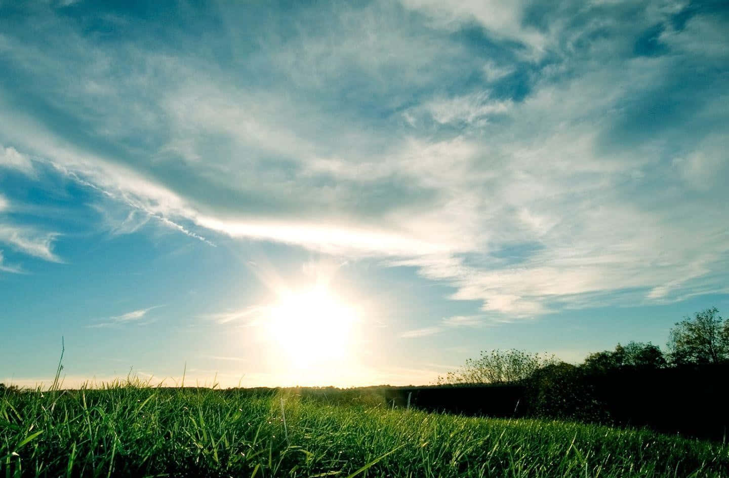 Sunrise Over Grassy Field Wallpaper