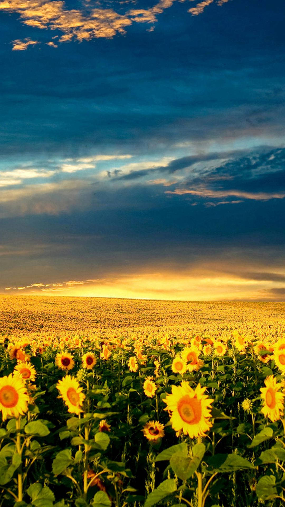 Sunrise Over Sunflower Iphone Wallpaper