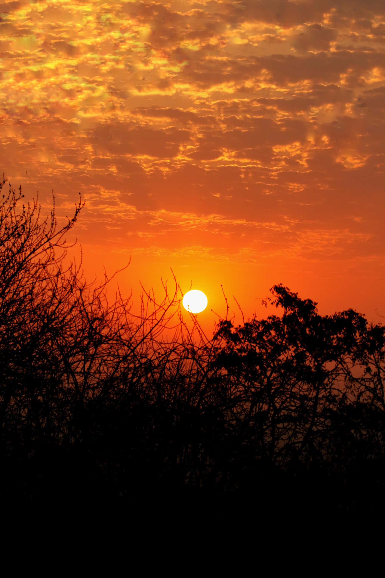 En solnedgang med en giraf i baggrunden