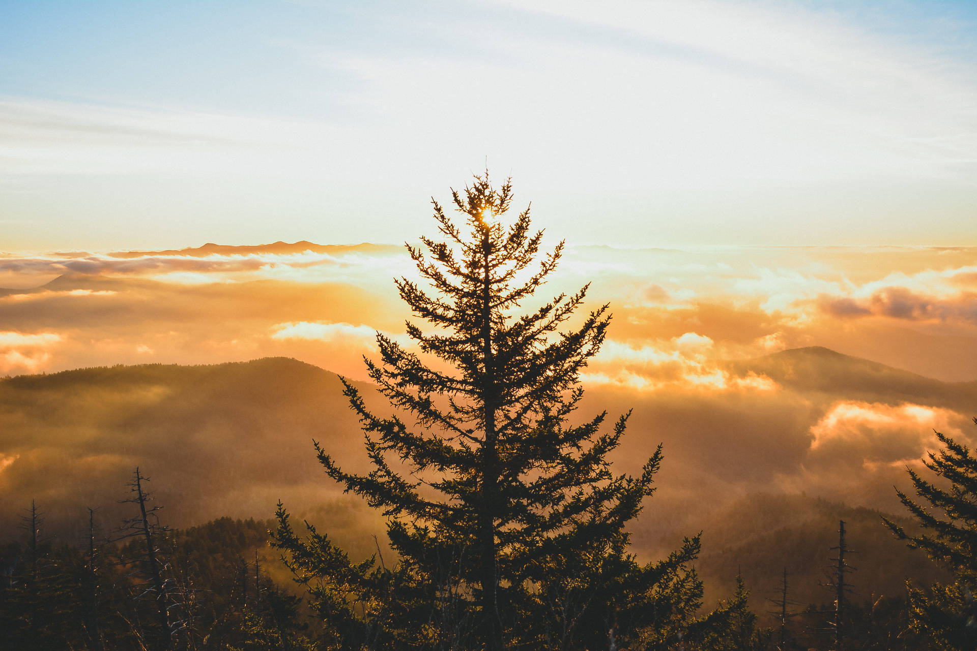 Sonnenuntergangbaum In Den Smoky Mountains Wallpaper
