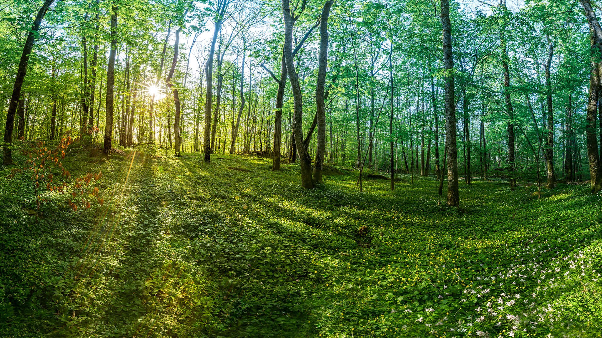 Lever De Soleil Dans La Forêt Verte De Tonsberg Fond d'écran