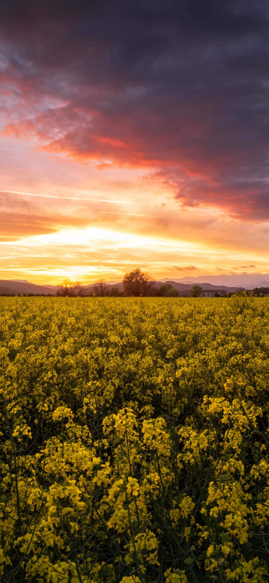 Sunset_ Above_ Blooming_ Rapeseed_ Field Wallpaper