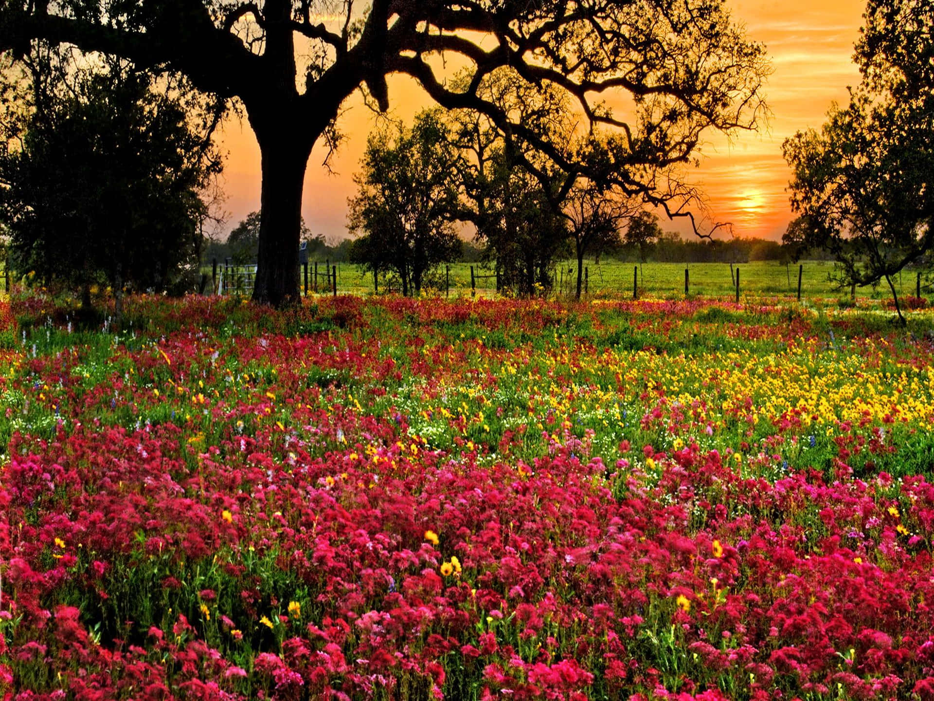 Sunset_ Amidst_ Blooming_ Meadow.jpg Wallpaper