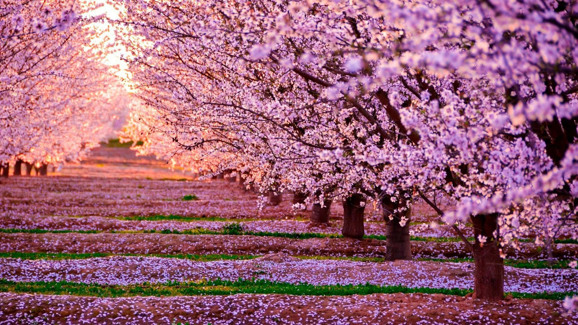 Sunset_ Amidst_ Cherry_ Blossoms Wallpaper