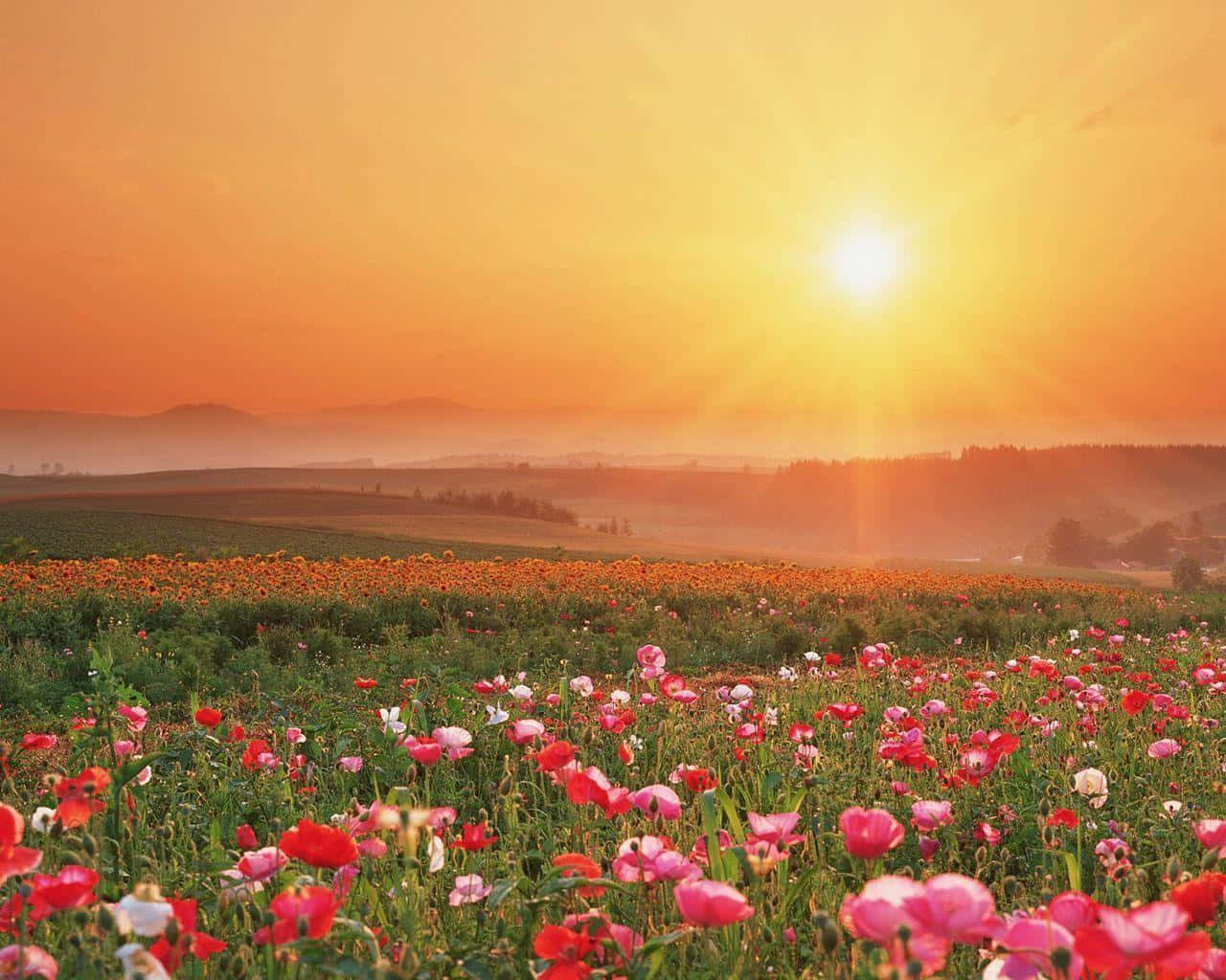 Sunset_ Amidst_ Flowers_ Field.jpg Wallpaper