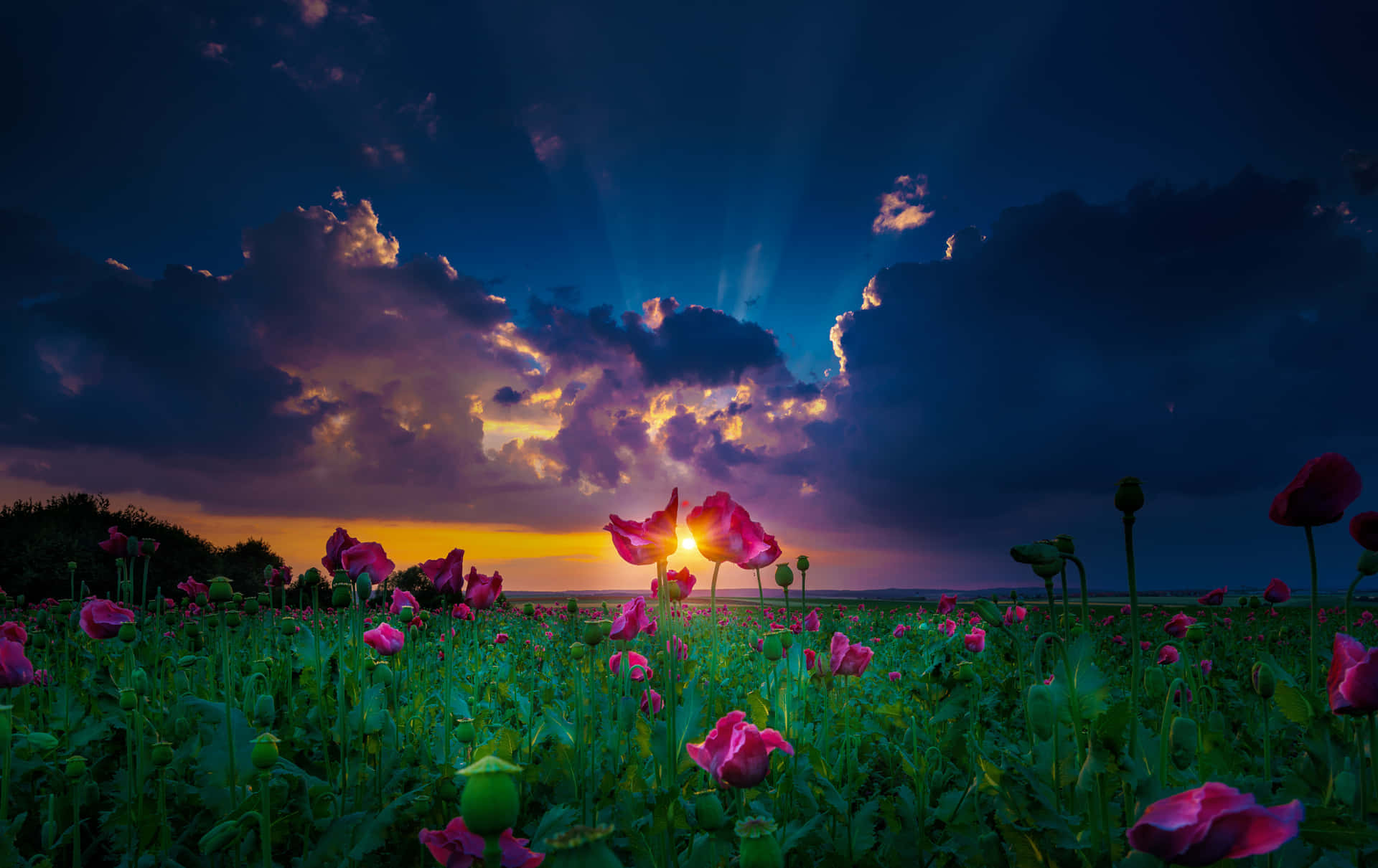 Zonsondergang Tussen Klaprozen Landschap Achtergrond