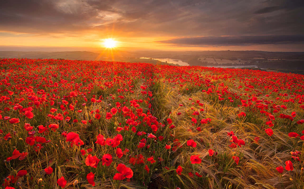 Zonsondergang Tussen Rode Klaprozen Landschap Achtergrond