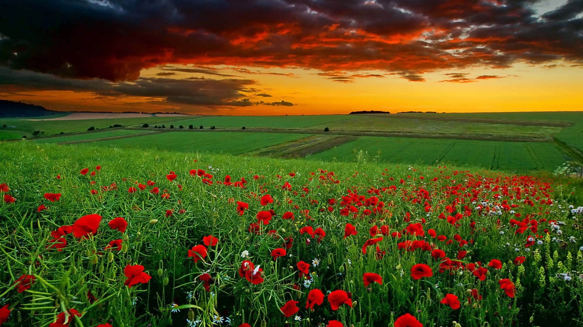 Sunset_ Amidst_ Red_ Wildflowers_ Field Wallpaper