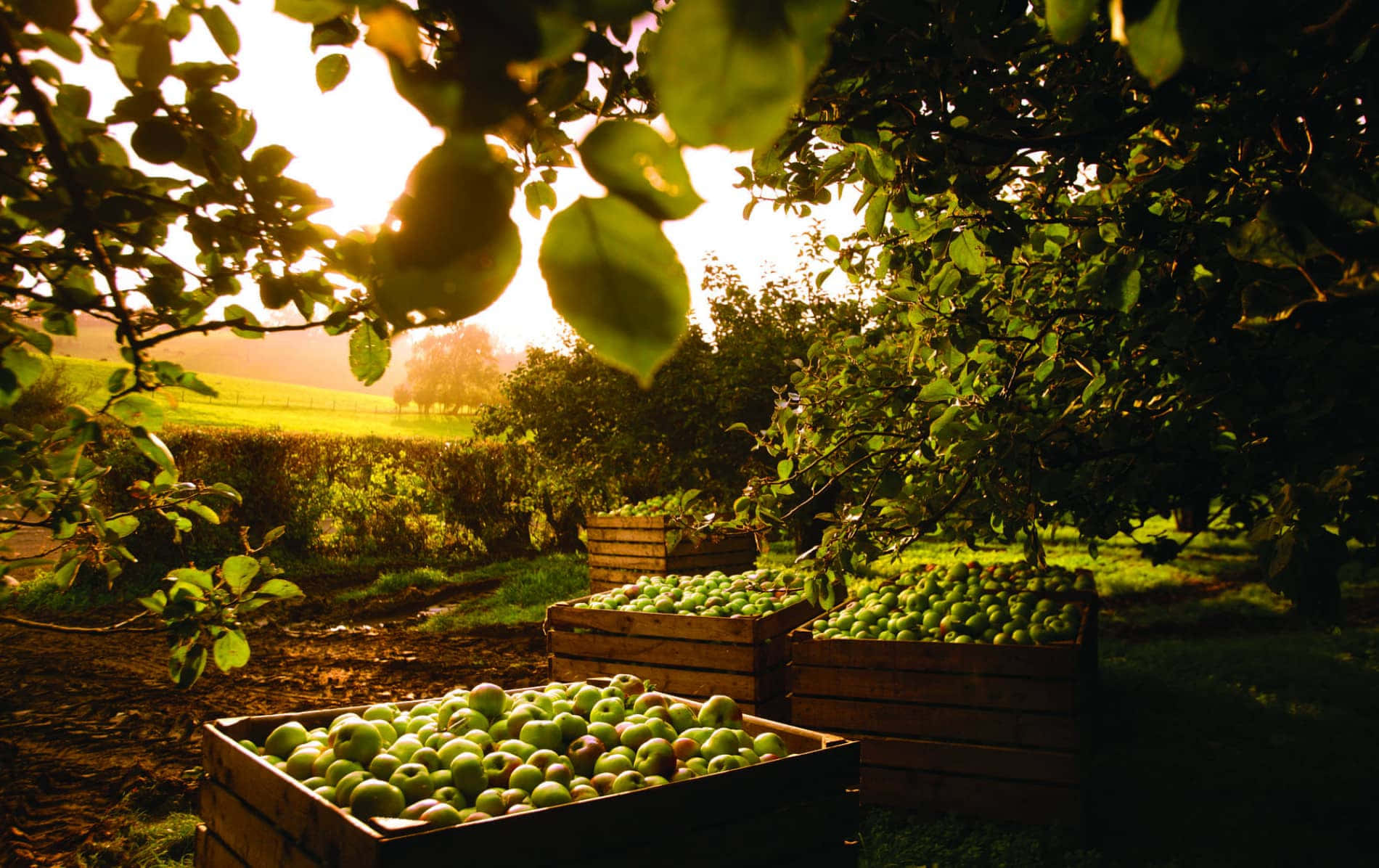 Sunset Apple Harvest Armagh Wallpaper