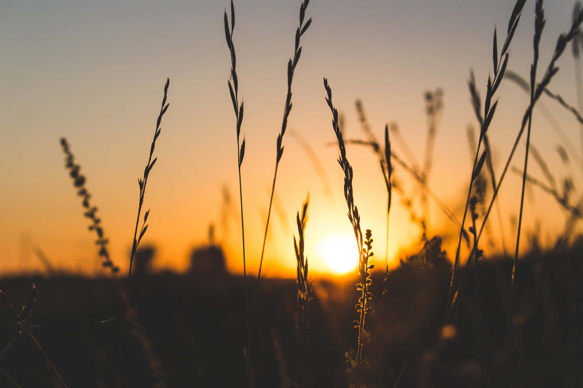 a sunset with tall grass in the background