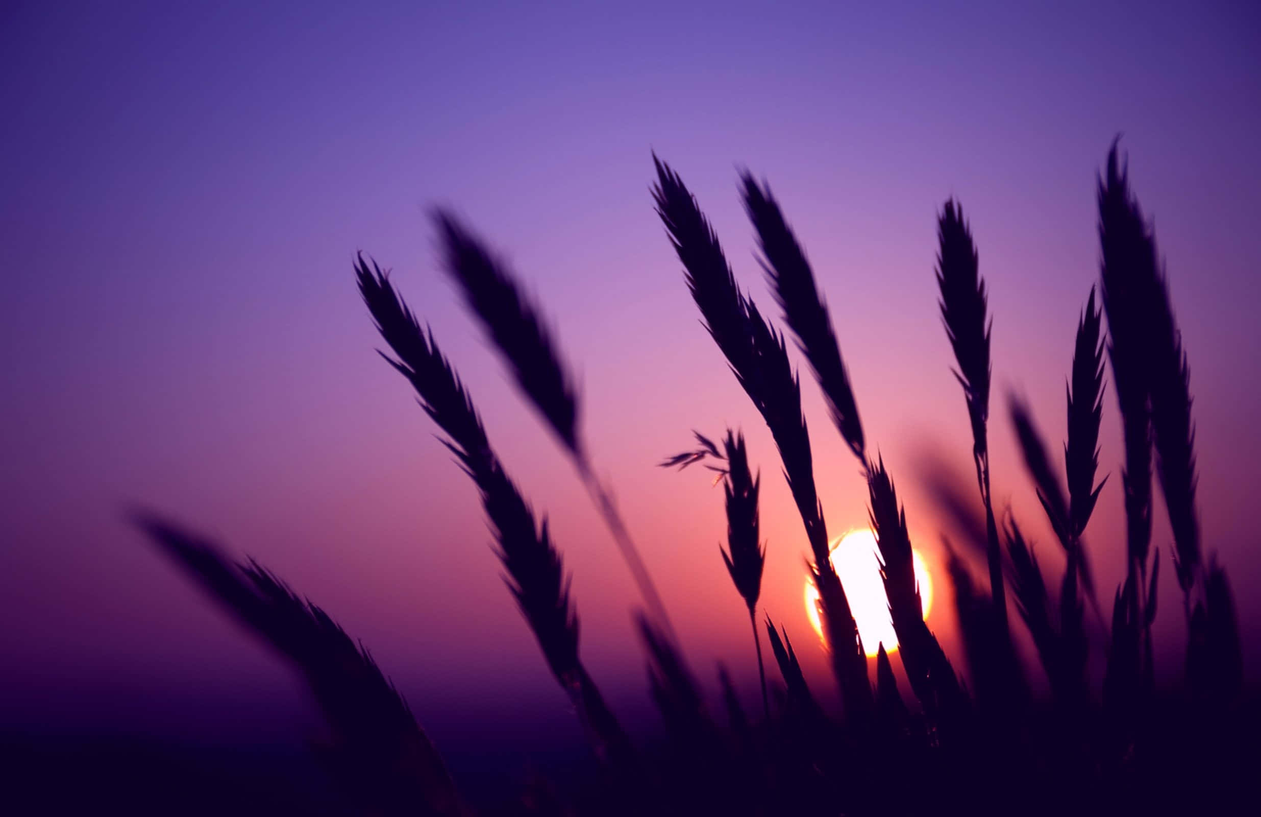 silhouette of grass against the sunset