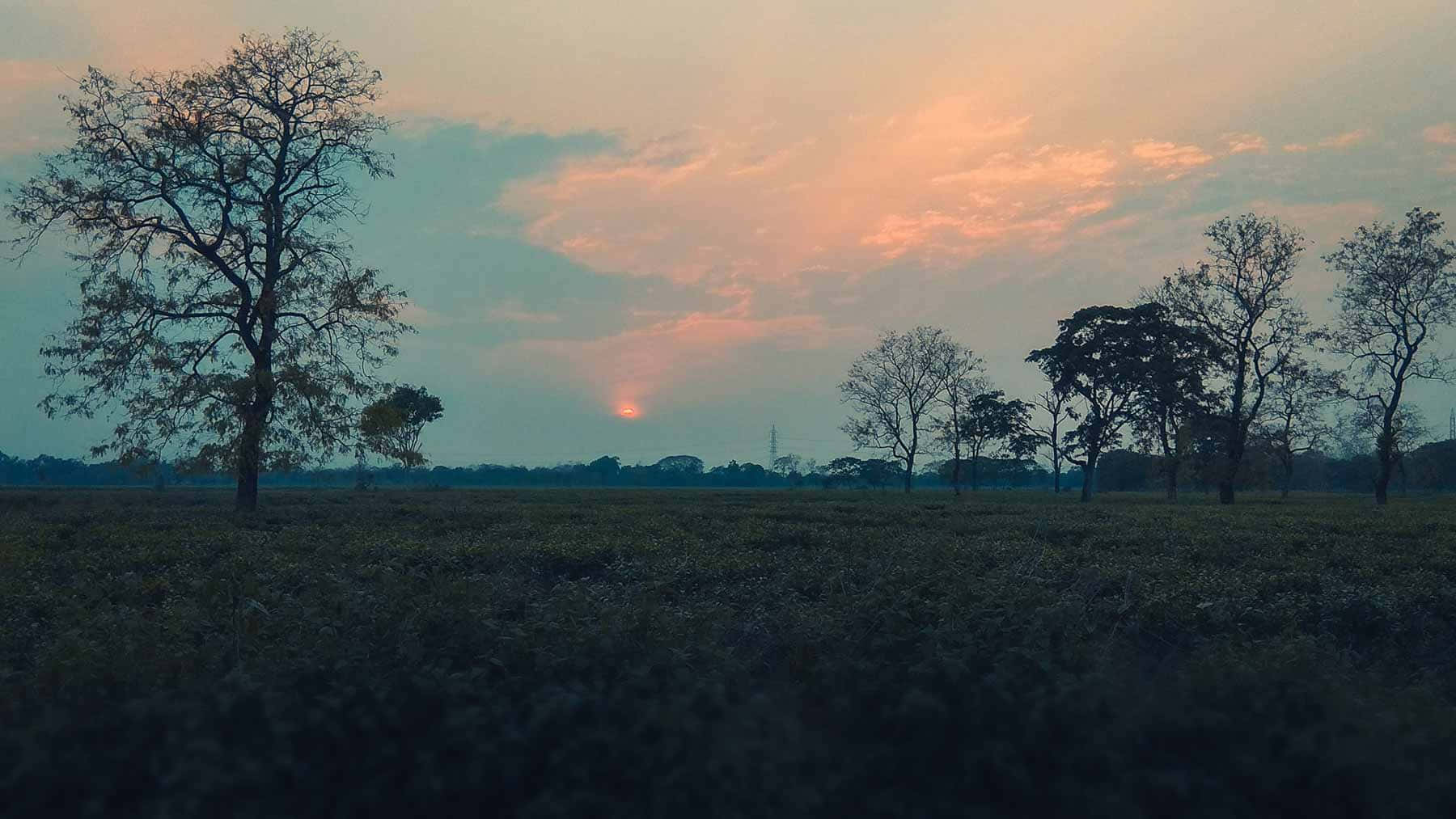 a field with trees and a sunset