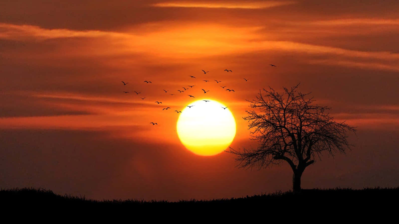 a tree is silhouetted against the sun