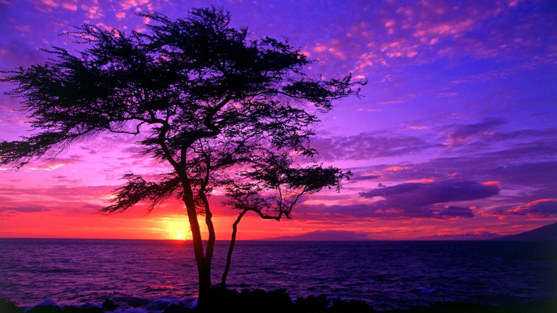 a purple sunset with a tree in the background