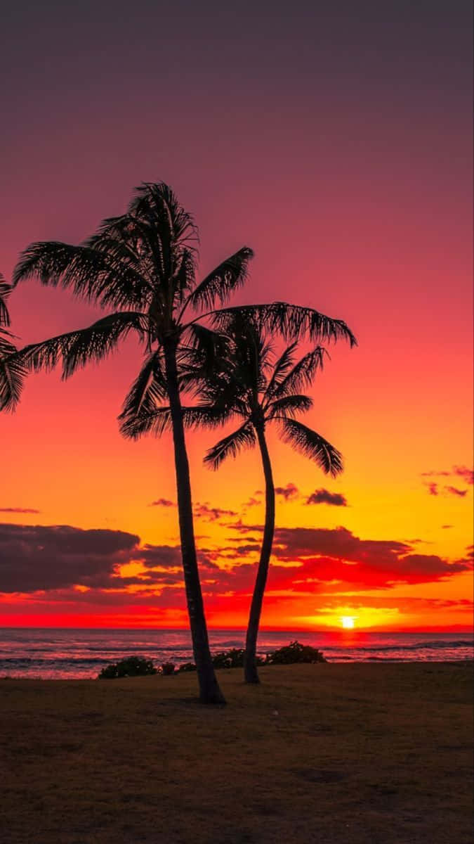 Bildmit Sonnenuntergang, Palmen Und Strand