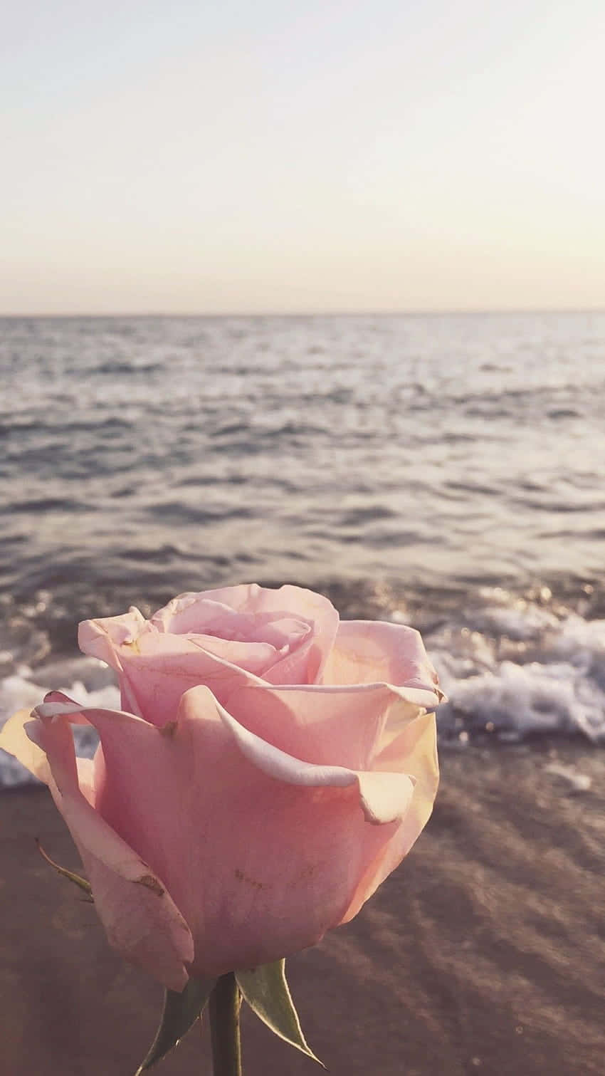 Sunset Beach Rose Serenity.jpg Wallpaper