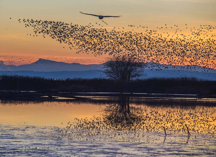 Sunset Bird Migration Delta Landscape Wallpaper