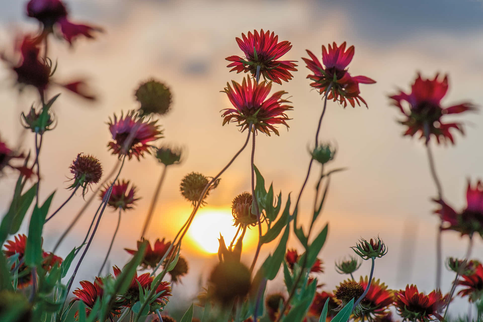 Solnedgang Rødme Villblomster Bakgrunnsbildet